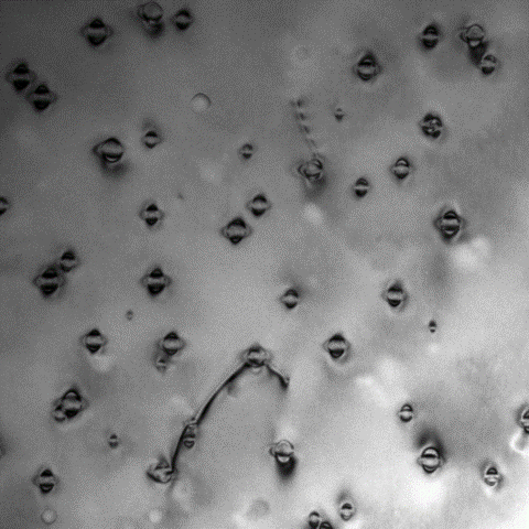 Coherent cobalt precipitates in Cu-1%Co